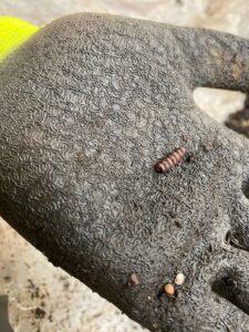 Verhalen van Vestigia januari 2026 Rode kraal uit de Romeinse vondstlaag